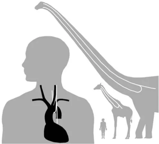 Laryngeal